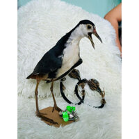 2 bộ thòng dây và chim quốc mồi tặng kèm chuông