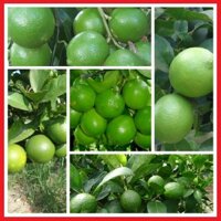 2 cây giống chanh không hạt