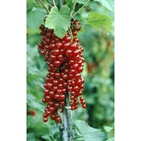 2 CÂY GIỐNG NHO RỪNG ĐỎ