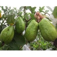 2 Cây giống ổi ruby Đài Loan không hạt ruột đỏ