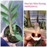 2 cây giống phong lan hoàng thảo Thái Bình màu hồng anh đào