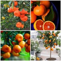 2 CÂY GIỐNG QUÝT THÁI GIAO NHANH (phuongboutiquebk)