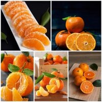 2 CÂY GIỐNG QUÝT THÁI GIỐNG CHUẨN ( cây xanh ngọc lan 47)