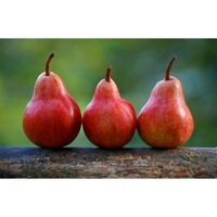 2 CÂY LÊ ĐỎ GIỐNG