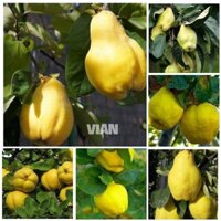 2 CÂY LÊ GIỐNG TRÁI HỒ LÔ