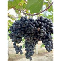 2 cây nho bailey siêu trái dễ trồng