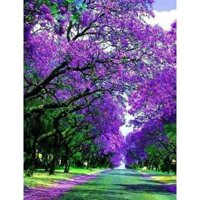 2 CÂY PHƯỢNG TÍM