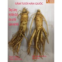 2 Củ Lớn Sâm Tươi Hàn Quốc 6 Năm(300-340g), Nhân Sâm Hàn Quốc, tác dụng chống mệt mỏi, sâm-PP Sâm Yến Thai An