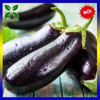 2 Gói Hạt Giống Cà Nâu Cơm Xanh TN 78A Trang Nông cà tím lai Eggplant gói 1gram hat giong ca tim