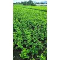 2 gói hạt giống rau ngót khoảng 600 hạt