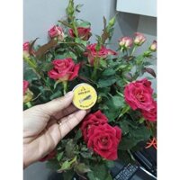 2 Hộp Cao Đa Năng Ayofa