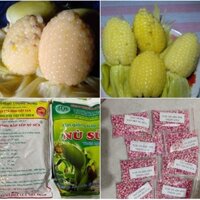 2 kg hạt giống ngô nếp nù