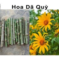 20 Cành giống hoa Dã Quỳ - Hom giống hoa Dã Quỳ