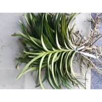 20 Cây Lan Giống Mokara Cao 15-20cm Gồm 5 Màu (4 Đỏ,4 Vàng,4 Hồng,4 Tím,4 Cam)