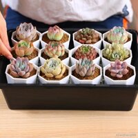 20 Chiếc [9.9] Chậu Hoa Cây mọng Nước Sáng Tạo Đơn Giản Chậu Hoa Dày Nhựa Hình Bát Giác Nồi Giống