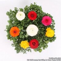 20 HẠT Hạt Giống Hoa Hồng Ri Ba Tư MAGIC Mix (KD)