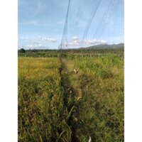 20 mét lưới bẫy chim khuyên ri , sắc ô  , sẻ ( lỗ 3 phân chiều cao 5m 5 dây 4 túi ) lưới cước thái màu đen tàng hình