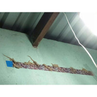 20 Miếng Dán Thằn Lằn Keo Bắt Thạch Sùng Keo Dán Thằn Lằn Keo Bẫy Thằn Lằn Keo Diệt Thằn Lằn Bắt Tắc Kè Diệt Thạch Sùng