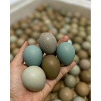 20 Trứng chim trĩ bổ dưỡng, dinh dưỡng cao