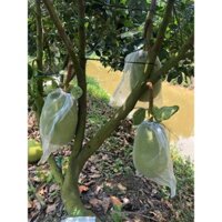 20 túi lưới bọc mít cước thái, túi bao trái mít 50x70cm