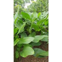 200-300-400 Lá Rong Dùng Gói Bánh Tẻ 21Cm Trở Lên