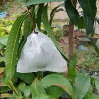 200 Bao Trái Xoài 20 x 28