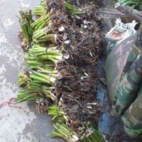 200 cây giống ngó khoai không ngứa