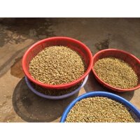 200 gram HẠT GIỐNG Cà Phê MÍT [ HẠT ĐẸP tuyển chọn BAO NẢY MÂM kèm hướng dẫn kỹ thuật ươm ]