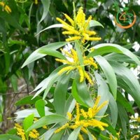 200 gram Hạt giống KEO LÁ TRÀM tuyển chọn [  Bao nảy mầm - HẠT GIỐNG TRÀM BÔNG VÀNG ] (J&T) [GHNHANH]