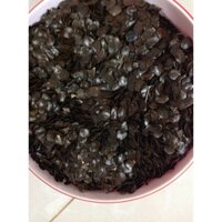 200 Gram Hạt giống Muồng Đen [ Hạt giống tuyển chọn, tỷ lệ nảy mầm cao ].