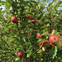 200 hạt giống táo đỏ lùn Mỹ