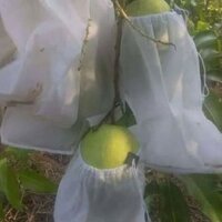 200 túi bọc xoài, thanh long (20x30cm)