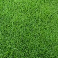 200g Hạt Giống Thảm Cỏ Bermuda (cỏ Gà)- Sân Vườn - Cỏ Trồng Cảnh Quan