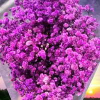 200G HOA BI KHÔ decor trang trí làm quà tặng freeship