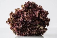 200g Red Lolo Lettuce
