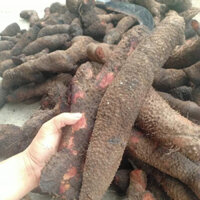 200k/4kg Nhục thung dung nam