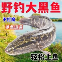 2025 Sản Phẩm Mới Câu Cá Hoang Dã Đen Mồi Câu Cá Crucian Cá Chép Vàng Cay Dic Mồi Câu Cá Mồi Mồi Cá Chép Mồi Câu Cá Hoang Dã Mồi Câu Cá20250308