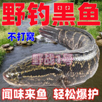 2025 Sản Phẩm Mới Câu Cá Hoang Dã Đen Mồi Câu Cá Mồi Câu Cá Mồi Màu Vàng Cay Nhỏ Cá Chép Cá Chép Cá Mồi Câu Cá Hoang Dã Mồi Tổ20250308