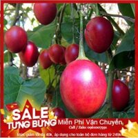 222A Hạt Giống Cà Chua Thân Gỗ - 10 Hạt