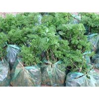 24H - 10 Cây Giống Đinh Lăng