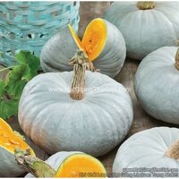 25 Hạt Hạt Giống Bí Đỏ Ó Bạc TG285 (KL)