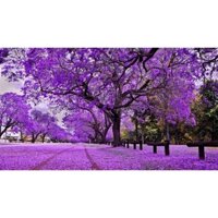 250 gram HẠT GIỐNG CÂY PHƯỢNG TÍM [ HẠT GIỐNG ĐẸP tuyển chọn tỷ lệ nảy mầm cao ] [ GIAO HÀNG NHANH...]