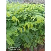 250 GRAM HẠT GIỐNG CÂY PHƯỢNG TÍM [ HẠT GIỐNG ĐẸP tuyển chọn tỷ lệ nảy mầm cao ] [GHN)