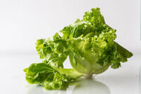 250g Green Lolo Lettuce