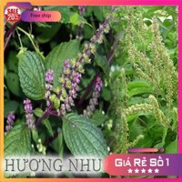 2kg CÂY HƯƠNG NHU khô sạch - Trà Thảo Mộc Shop