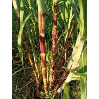 3 cành giống mía sọc đỏ striped sugarcane dài 40cm/ cành