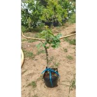 3 cây 210k hồng quân không gai cây chiết nhánh rất nhanh cho trái bầu rể ổn định cây cao 35cm