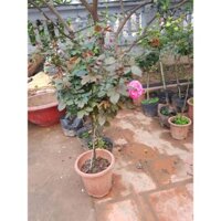 3 cây hoa hồng thân gỗ TREE ROSE cực đẹp( Chọn màu)