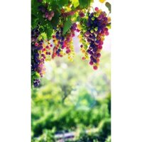 3 CÂY NHO GIỐNG CẦU VỒNG 5 THÁNG RA HOA