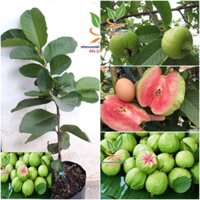 3 CÂY ỔI RUBY RUỘT HỒNG